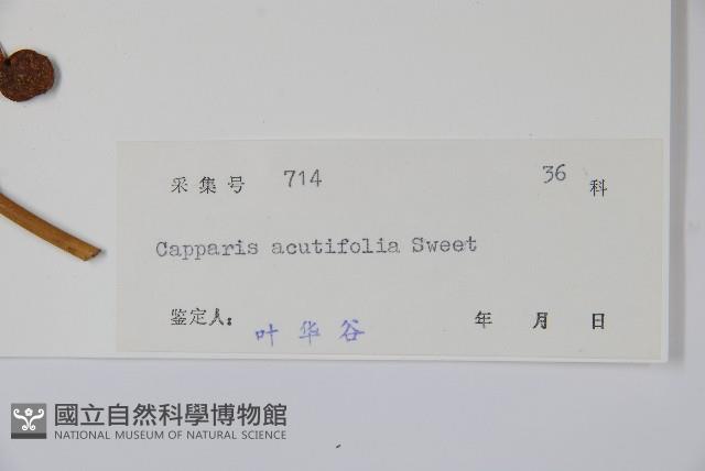 銳葉山柑藏品圖，第2張