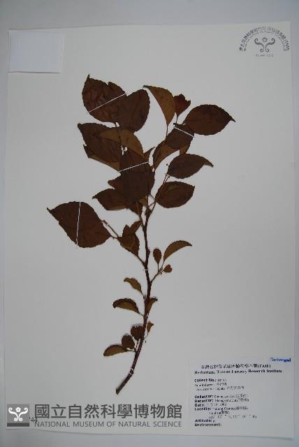 草野氏冬青藏品圖，第1張