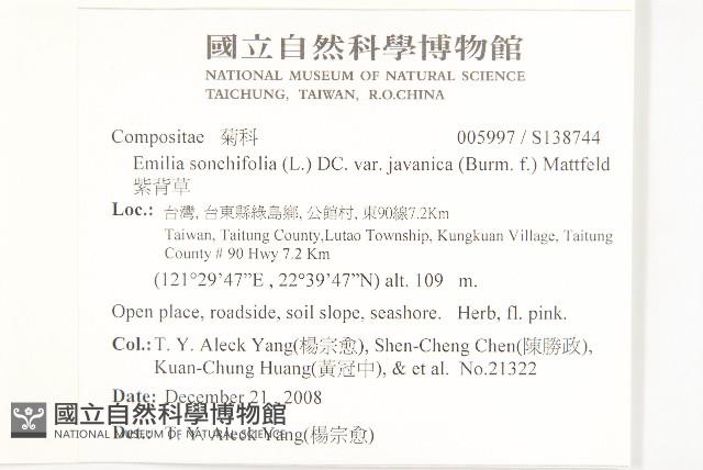 紫背草藏品圖，第2張