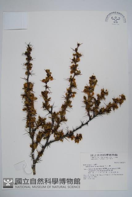 玉山小蘗藏品圖，第1張