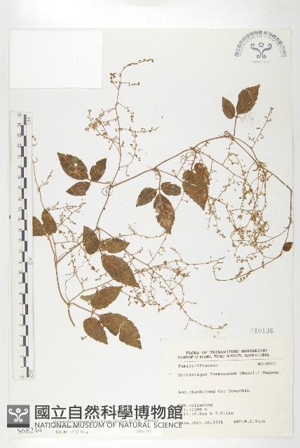 絞股藍藏品圖，第1張