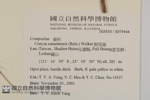 野茼蒿藏品圖，第2張