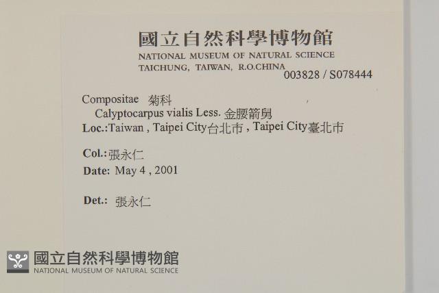 金腰箭舅藏品圖，第2張