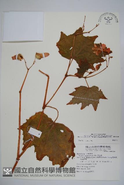 裂葉秋海棠藏品圖，第1張