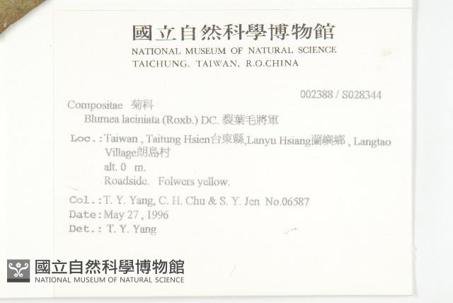 裂葉艾納香藏品圖，第2張