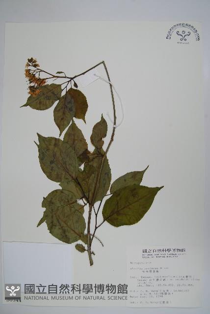 恆春厚殼樹藏品圖，第1張