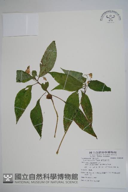 紫花鳳仙花藏品圖，第1張