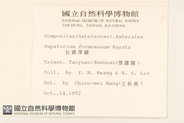 臺灣澤蘭藏品圖，第2張