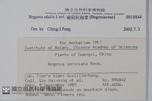 葡萄秋海棠藏品圖，第2張