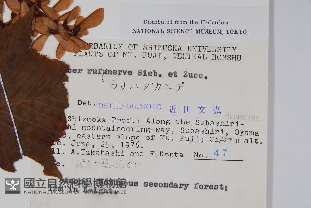 褐脈槭藏品圖，第2張