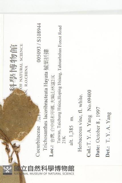 芋葉括樓藏品圖，第2張