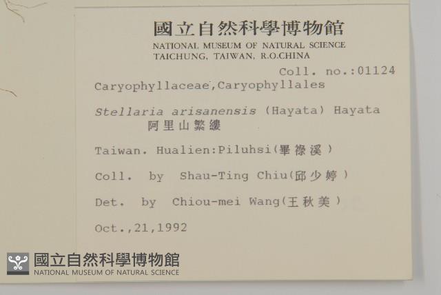 阿里山繁縷藏品圖，第2張