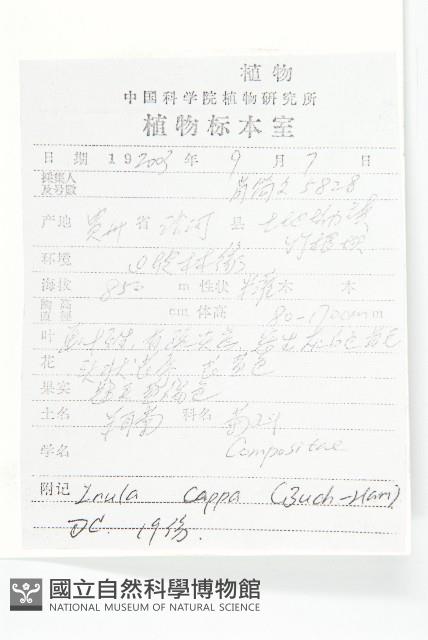 羊耳菊藏品圖，第2張