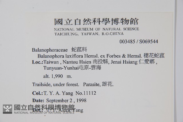穗花蛇菰藏品圖，第2張