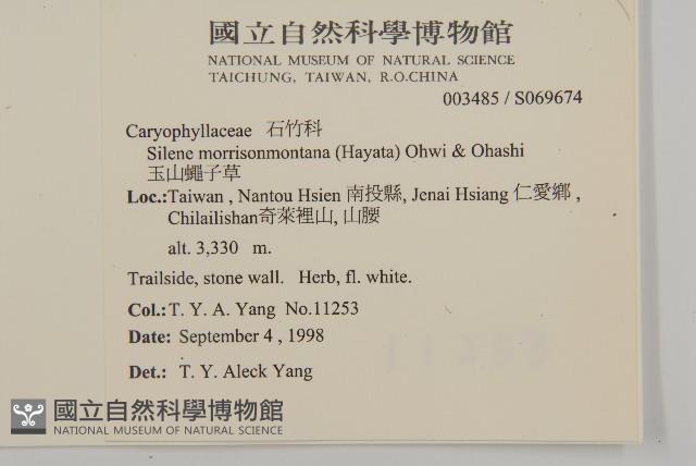 玉山蠅子草藏品圖，第2張