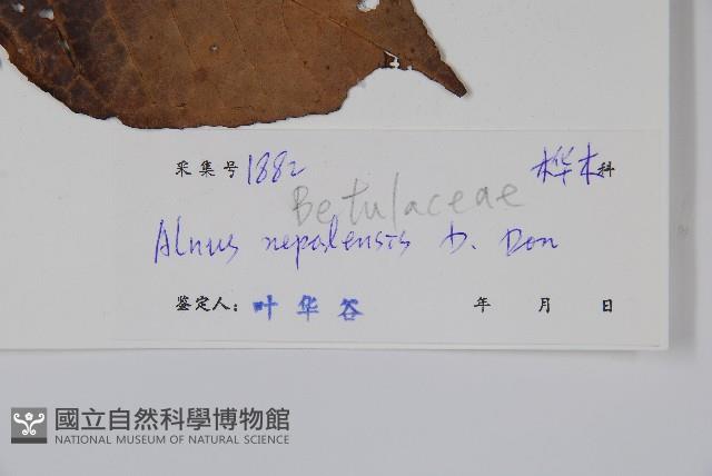 尼泊爾赤楊藏品圖，第2張