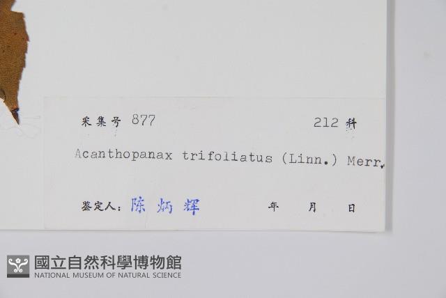 三葉五加、三加皮藏品圖，第2張