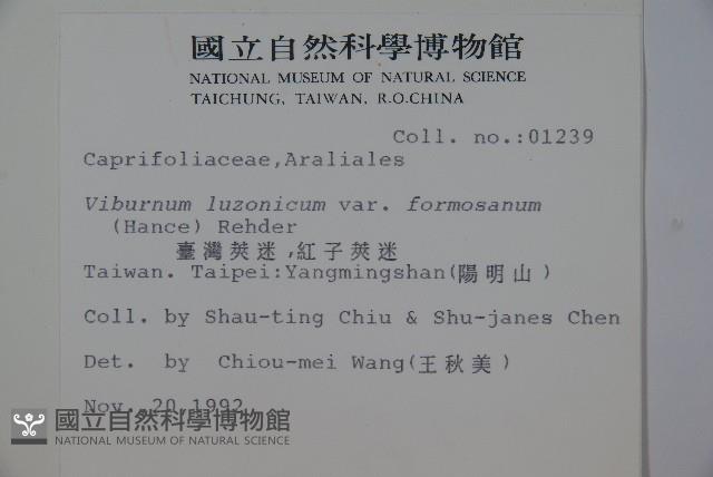 紅子莢迷藏品圖，第2張