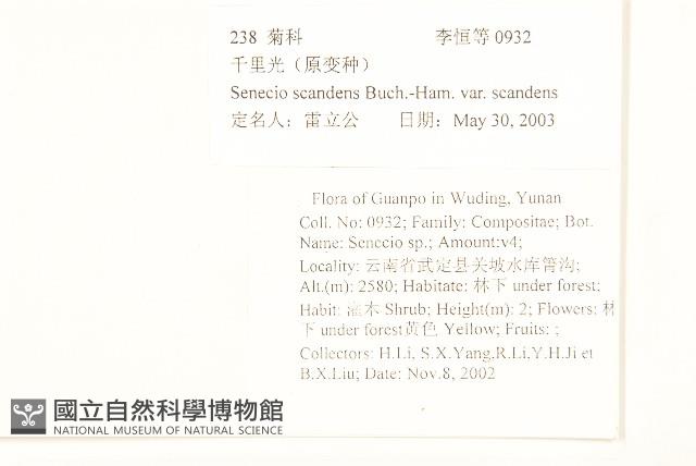 蔓黃菀藏品圖，第2張