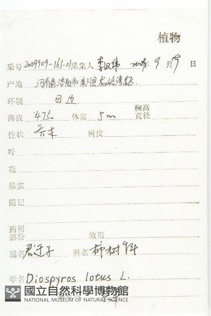 黑棗、君遷子藏品圖，第2張