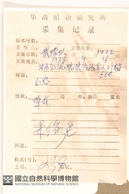 褐頭尾菊藏品圖，第2張