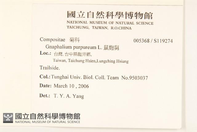 鼠麴舅藏品圖，第2張