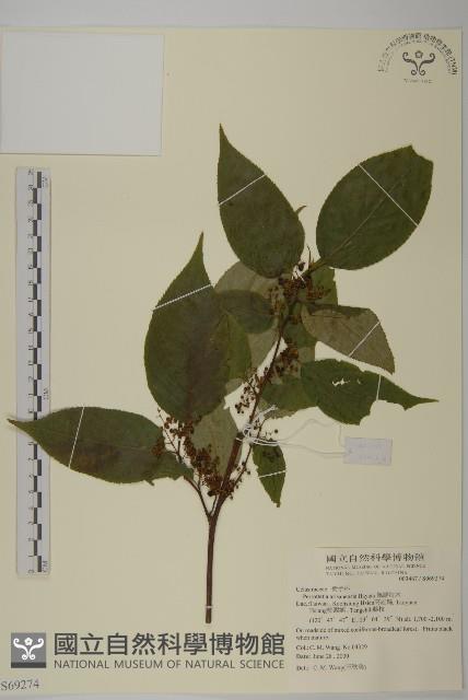 佩羅特木藏品圖，第1張