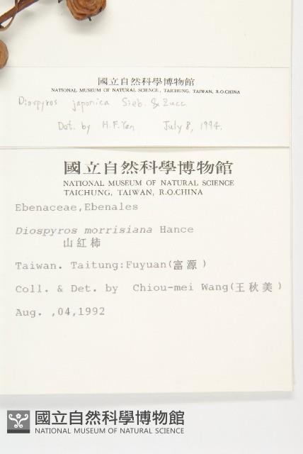 山柿, 山豆柿藏品圖，第2張