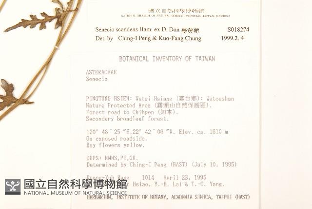 蔓黃菀藏品圖，第2張