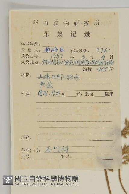 簇生卷耳藏品圖，第2張