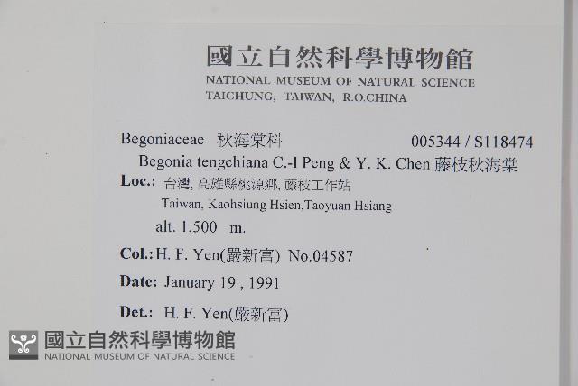 藤枝秋海棠藏品圖，第2張