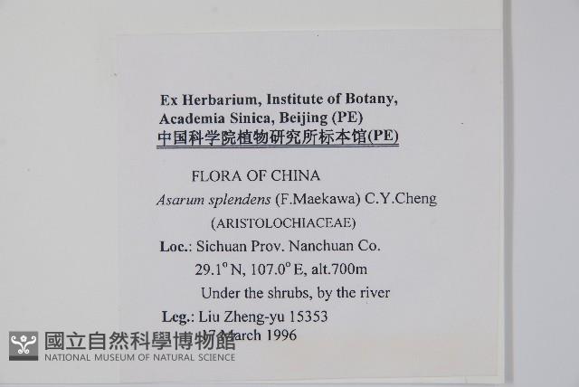 青城細辛藏品圖，第2張