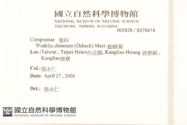 蟛蜞菊藏品圖，第2張