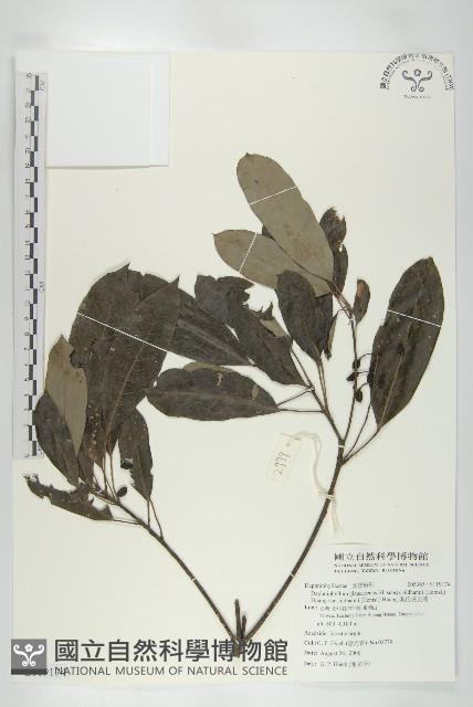 奧氏虎皮楠藏品圖，第1張