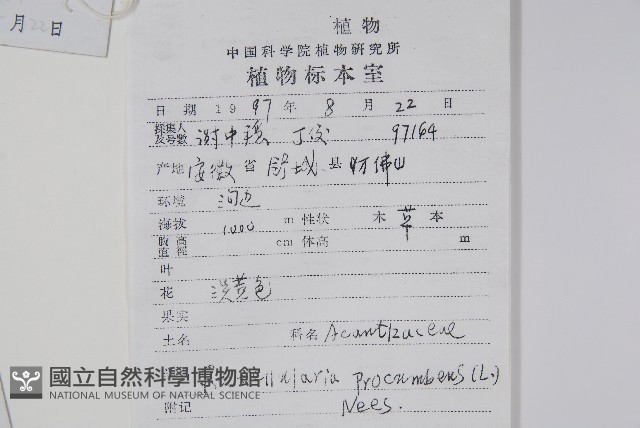 爵床、六角英藏品圖，第2張