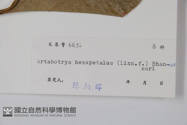 鷹爪花藏品圖，第2張