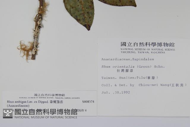 臺灣藤漆藏品圖，第2張