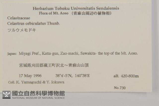 南蛇藤藏品圖，第2張