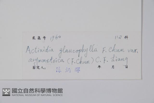 耳葉獼猴桃藏品圖，第2張