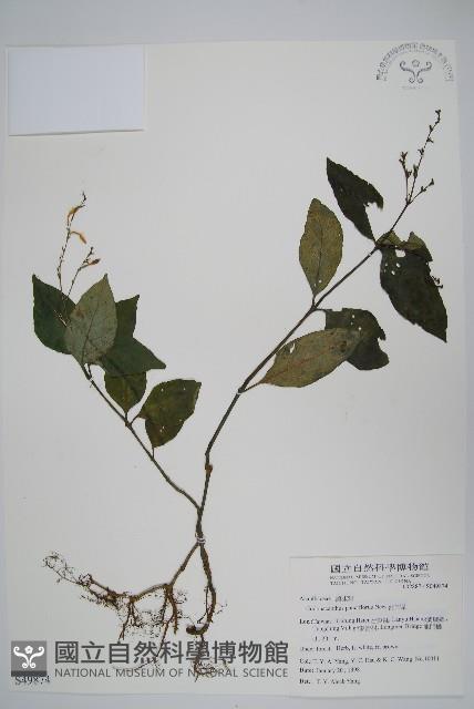 針刺草藏品圖，第1張