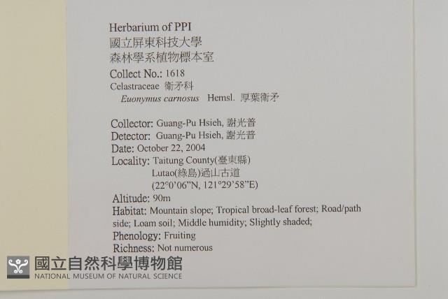 厚葉衛矛, 源一木藏品圖，第2張