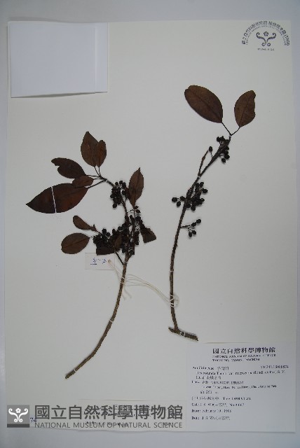 鐵冬青藏品圖，第1張