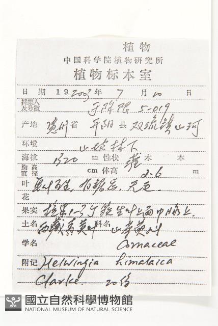 西藏青莢葉藏品圖，第2張