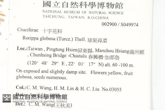 風花菜、球果山芥菜藏品圖，第2張