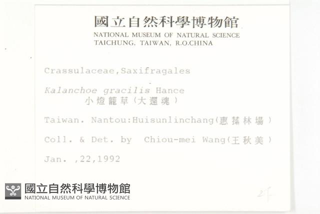 小燈籠草、大還魂藏品圖，第2張