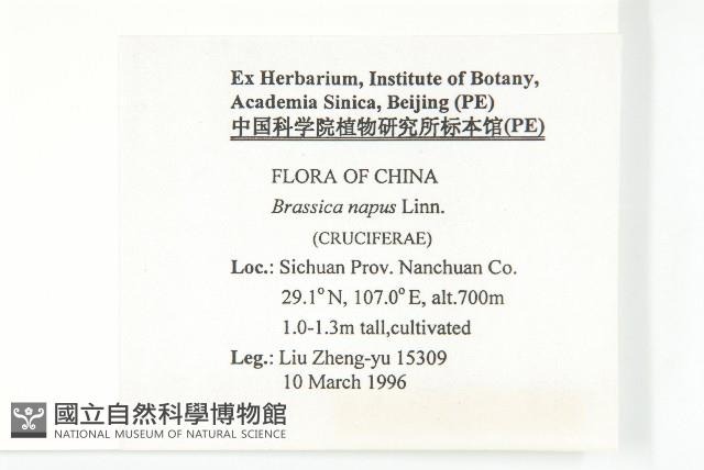 歐洲油菜藏品圖，第2張