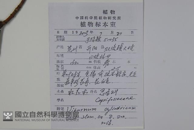 水紅木藏品圖，第2張