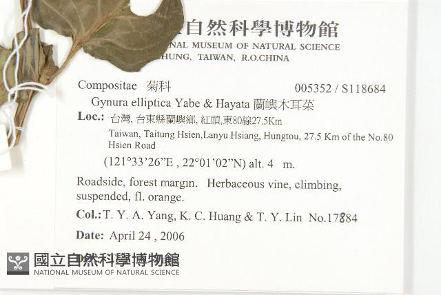 蘭嶼木耳菜藏品圖，第2張