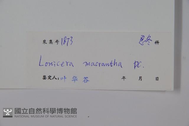 大花忍冬藏品圖，第2張