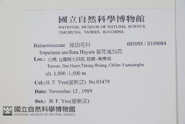 紫花鳳仙花藏品圖，第2張